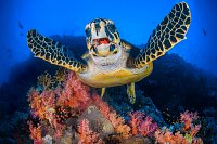 Turtle Eating Red Soft Coral. Egypt