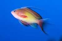 Anthias Portrait. Egypt