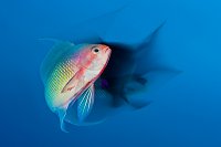 Male Anthias Ghosting. Egypt