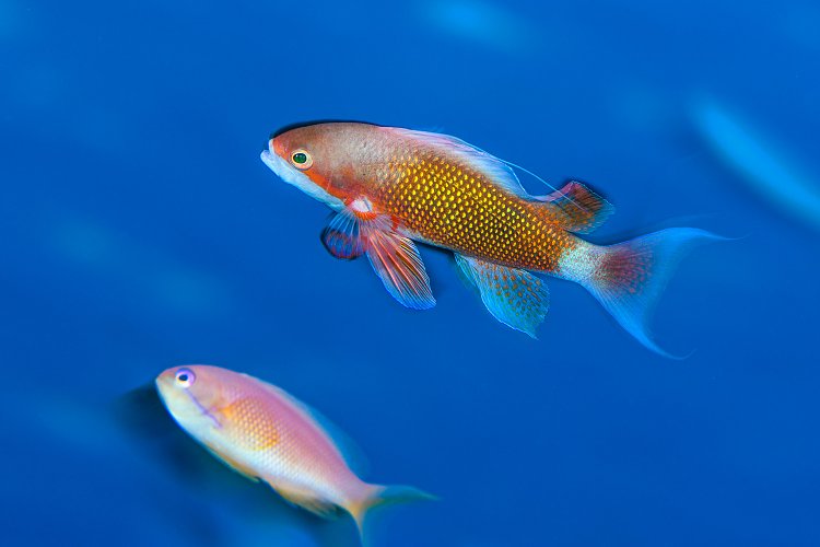 Male Anthias Displaying. Egypt