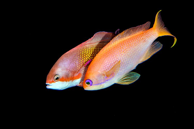 Anthias Spawning. Egypt