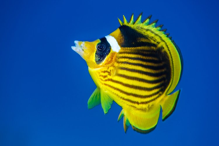 Racoon Butterflyfish. Egypt