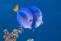 Surgeonfish Courtship. Egypt