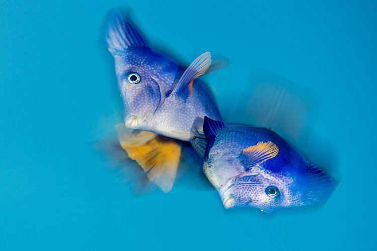 Spawning Surgeonfish. Egypt