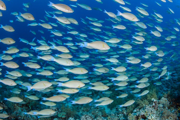 Parrotfish School. Egypt