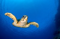 Hawksbill Turtle In Blue. Egypt