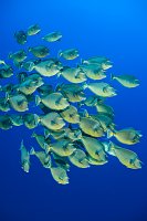 Unicornfish School. Egypt