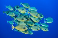 Unicornfish School. Egypt