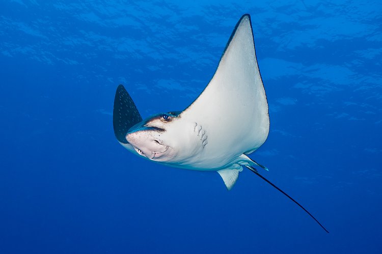 Spotted Eagleray Portrait. Egypt