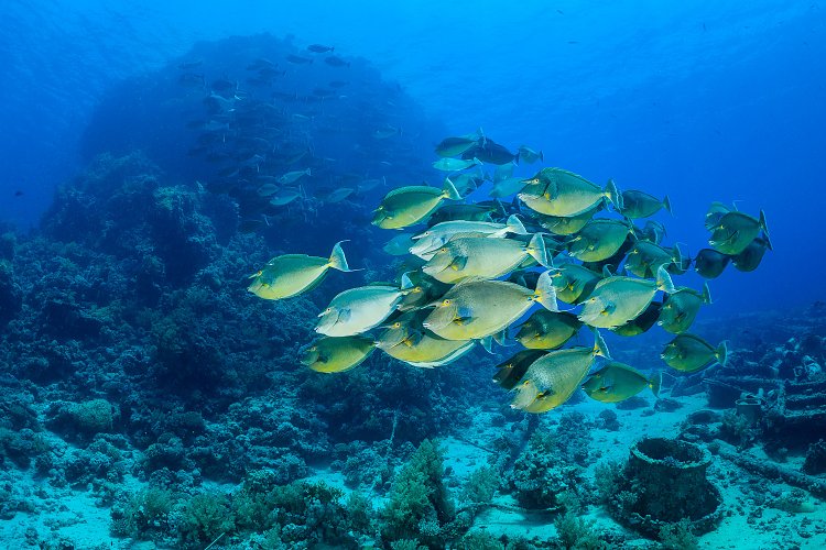 Unicornfish School. Egypt