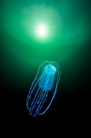 Comb Jelly. UK