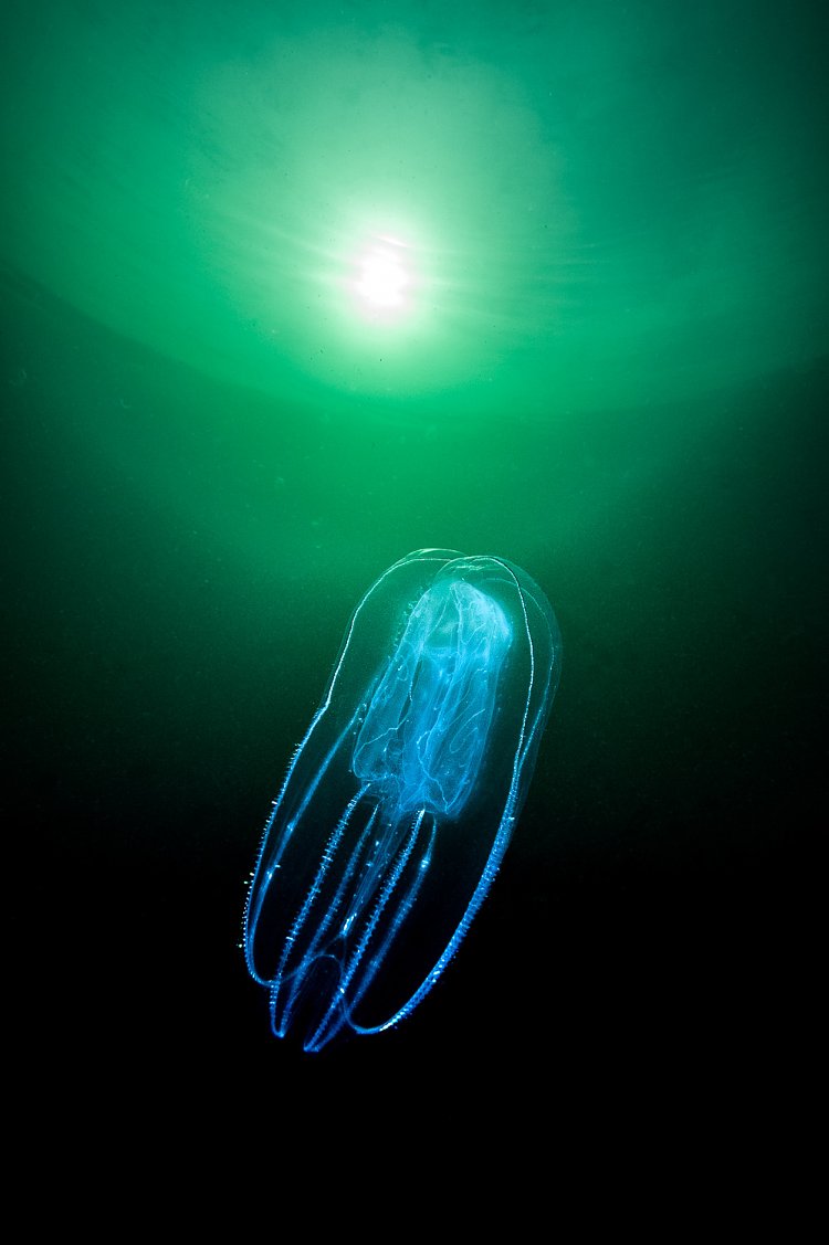 Comb Jelly. UK