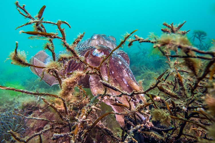 Cuttlefish Laying. UK