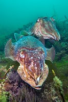 Cuttlefish Pair. UK