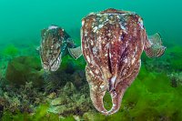 Cuttlefish Portrait. UK
