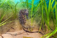 Seahorse In Seagrass. UK