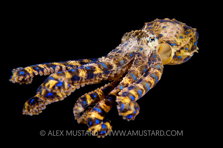 Southern Blue Ring. Australia.