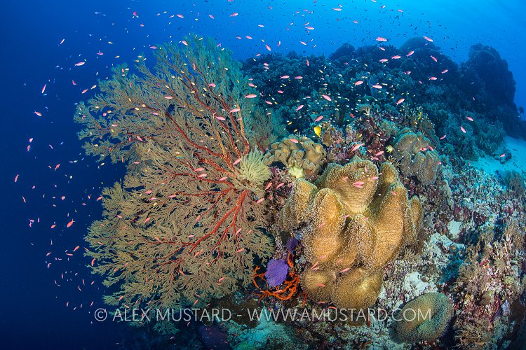 Busy Reef Scene. Philippines
