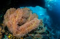 Seafans. Raja Ampat, Indonesia