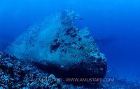 Giannis D Bow. Egypt