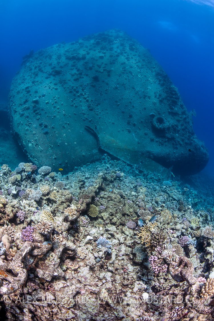 Giannis D Bow. Egypt