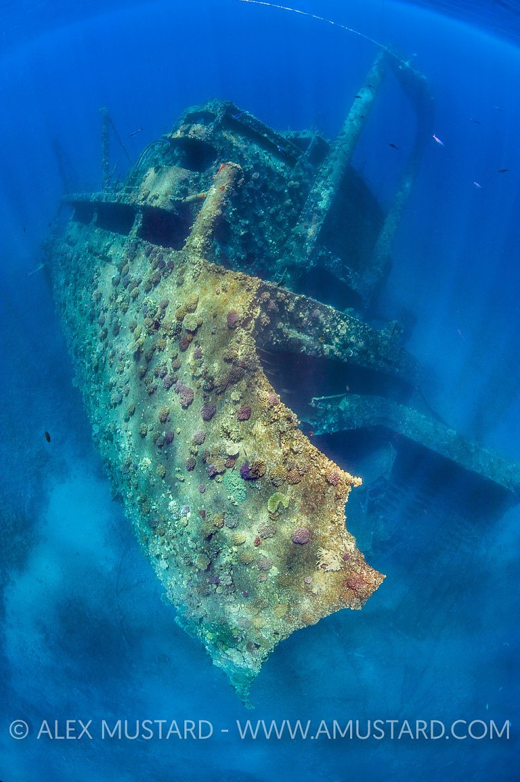 Giannis D Stern. Egypt