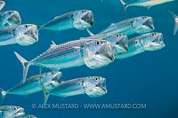 Striped Mackerel. Egypt