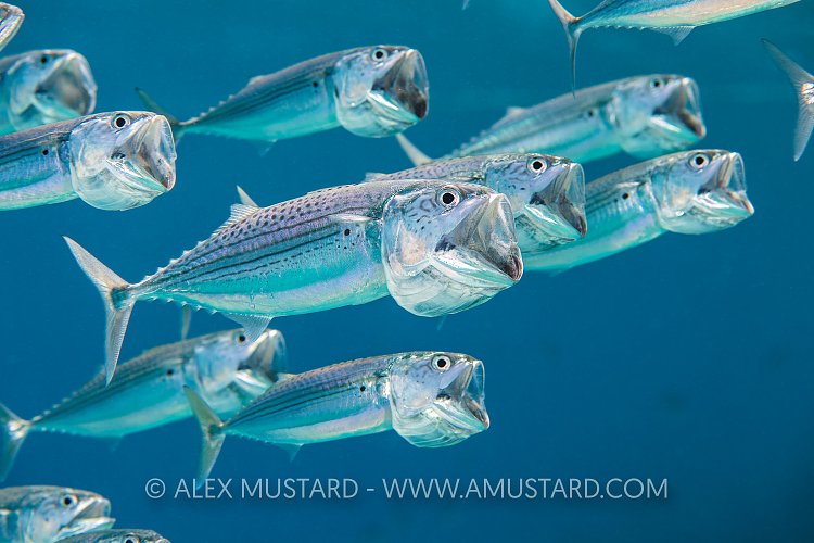 Striped Mackerel. Egypt