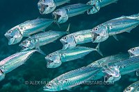 Striped Mackerel. Egypt