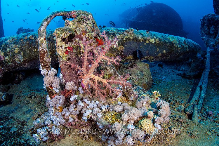 Paravane. THistlegorm. Egypt