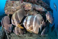 Batfish Sheltering. Thistlegorm. Egypt