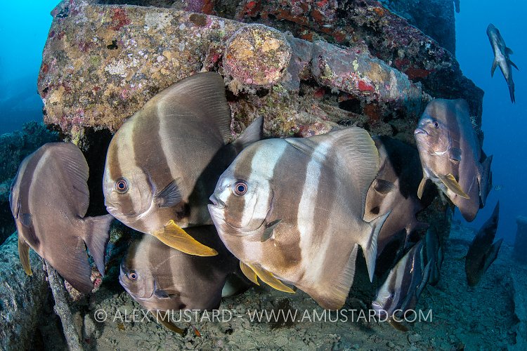 Batfish Sheltering. Thistlegorm. Egypt