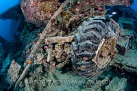 Vehicle remains. Thistlegorm. Egypt