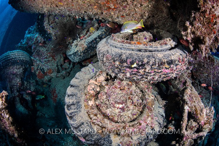 Lorry Remains. Thistlegorm. Egypt