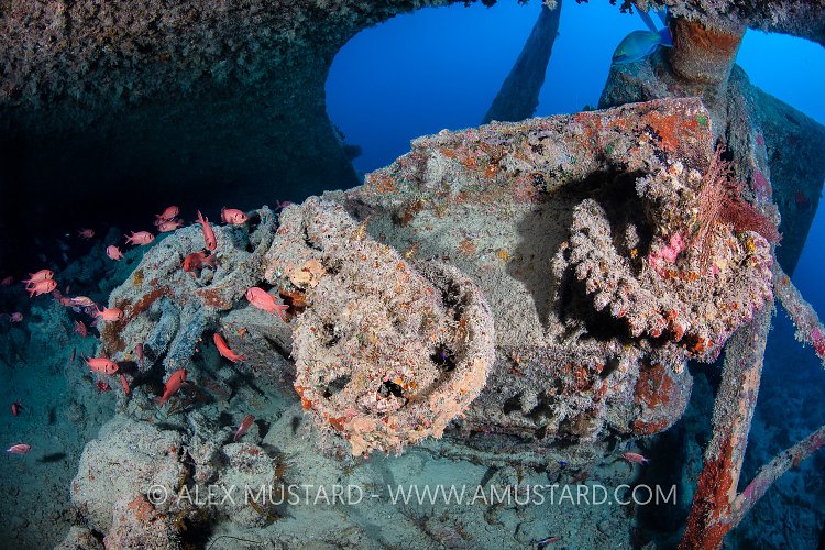 Universal Carrier. Thistlegorm. Egypt