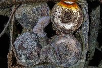 Ammunition Shells. Thistlegorm, Egypt