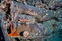 Shells. Thistlegorm. Egypt