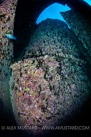 Thistlegorm Funnel. Egypt