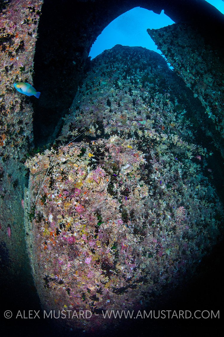 Thistlegorm Funnel. Egypt