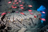 Beds. Thistlegorm. Egypt