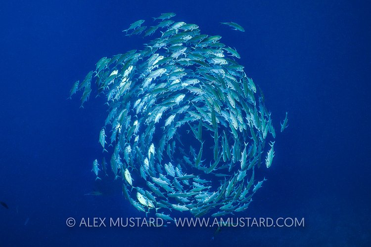 Circling Jacks. Egypt