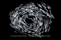 Circling Jacks. Egypt