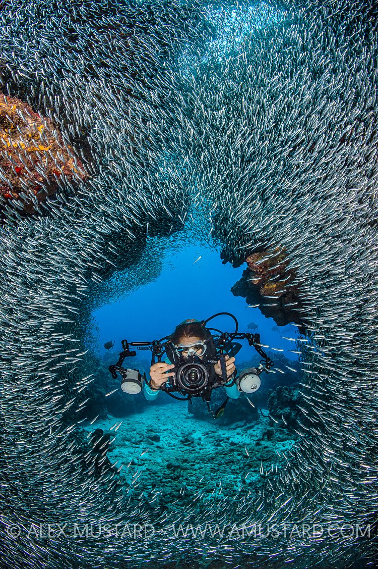 Diver And Silversides. Cayman Islands.