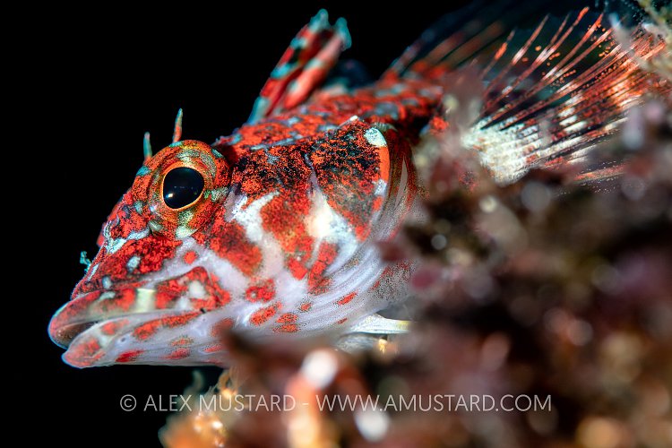 Triplefin, Galapagos