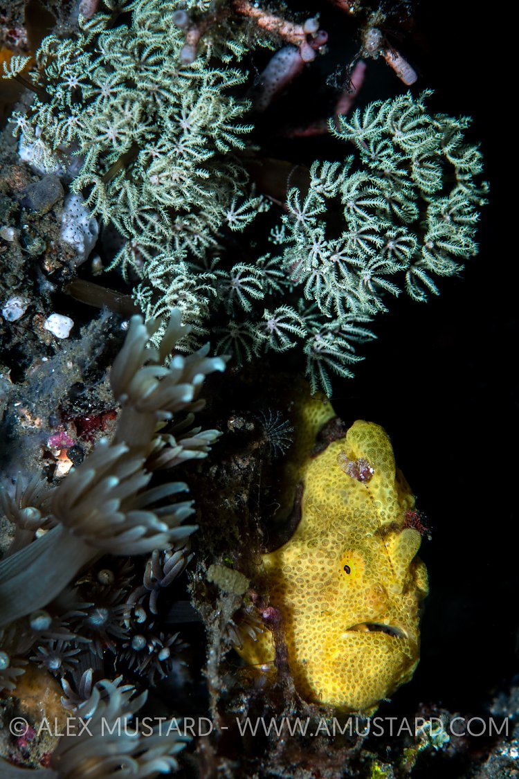 Hidden Frogfish. Sulawesi, Indonesia
