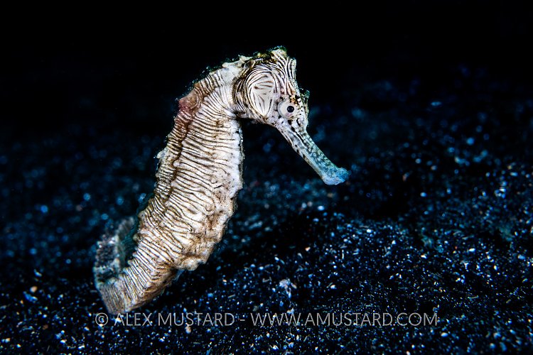 Sea Zebra, Sulawesi, Indonesia