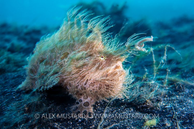 Hairy In Current. Sulawesi, Indonesia