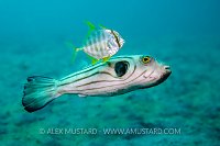 Odd Couple. Sulawesi, Indonesia