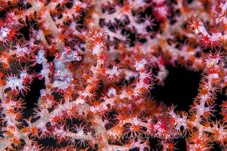Pygmy Seahorse, Sulawesi, Indonesia