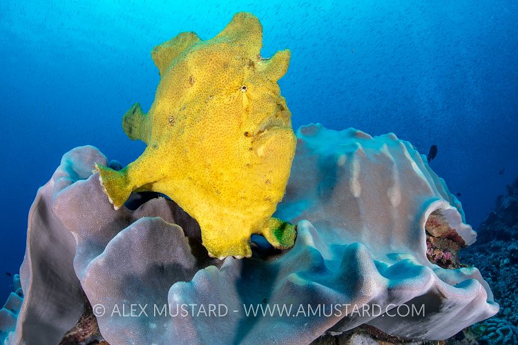 Giant Frogfish, Sulawesi, Indonesia